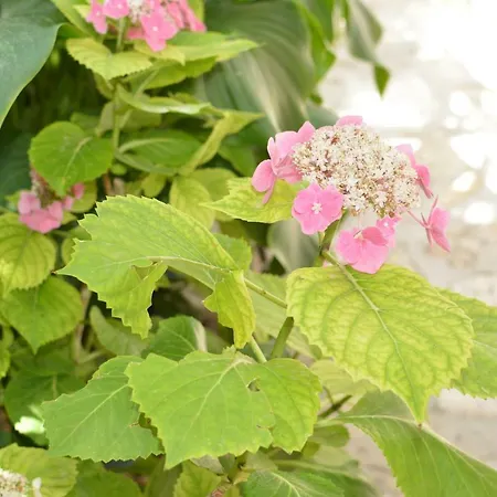 Lans בית הארחה